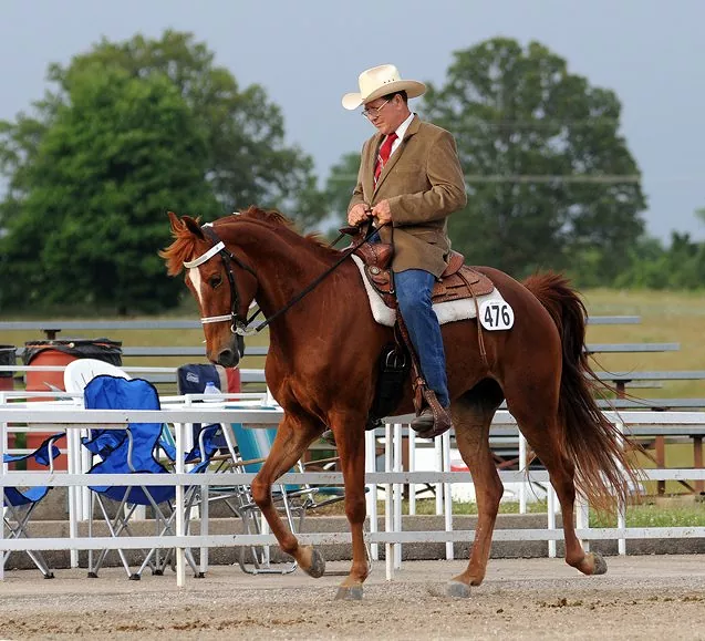 Missouri Fox Trotter